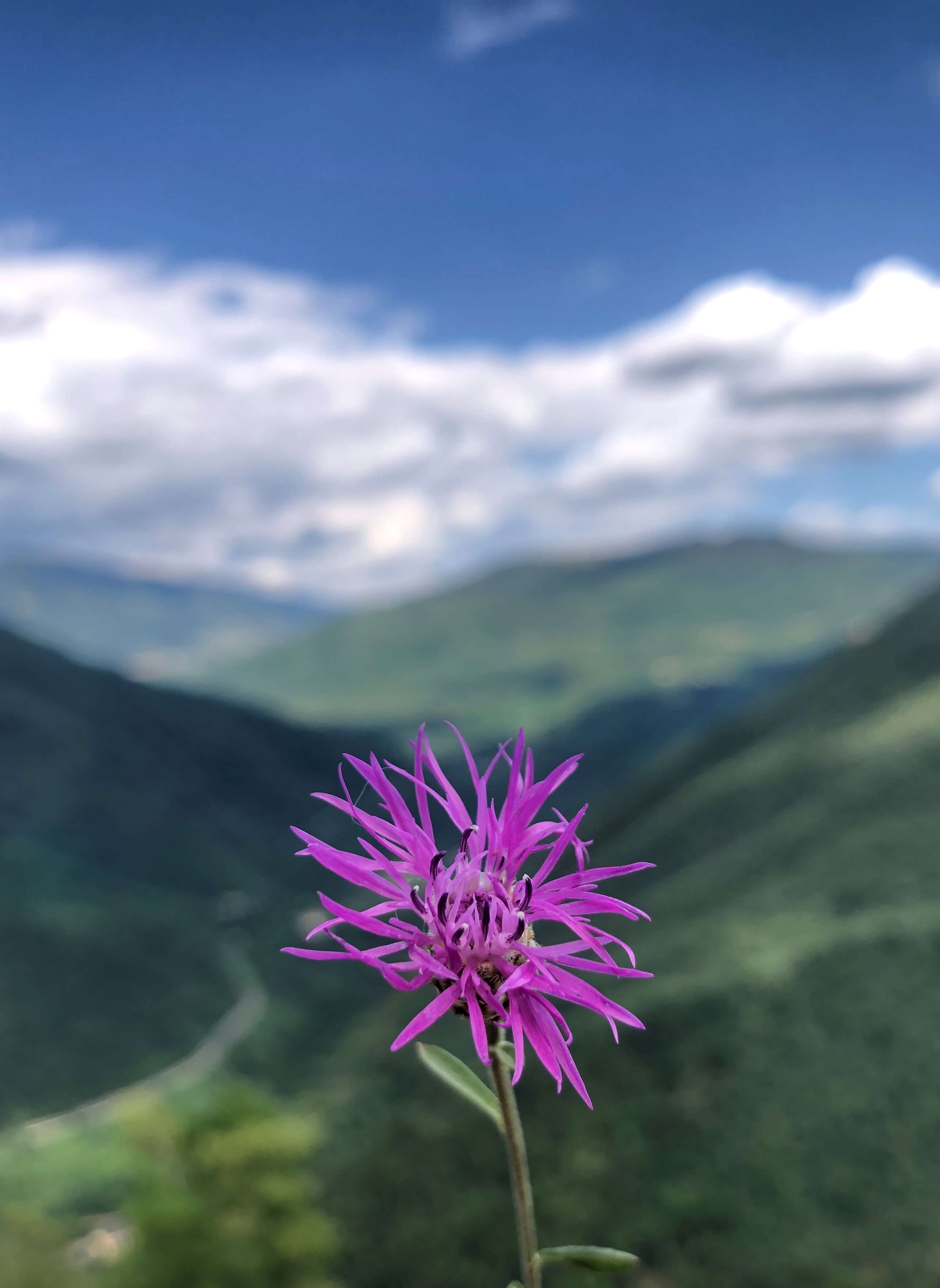 flower in lucchio