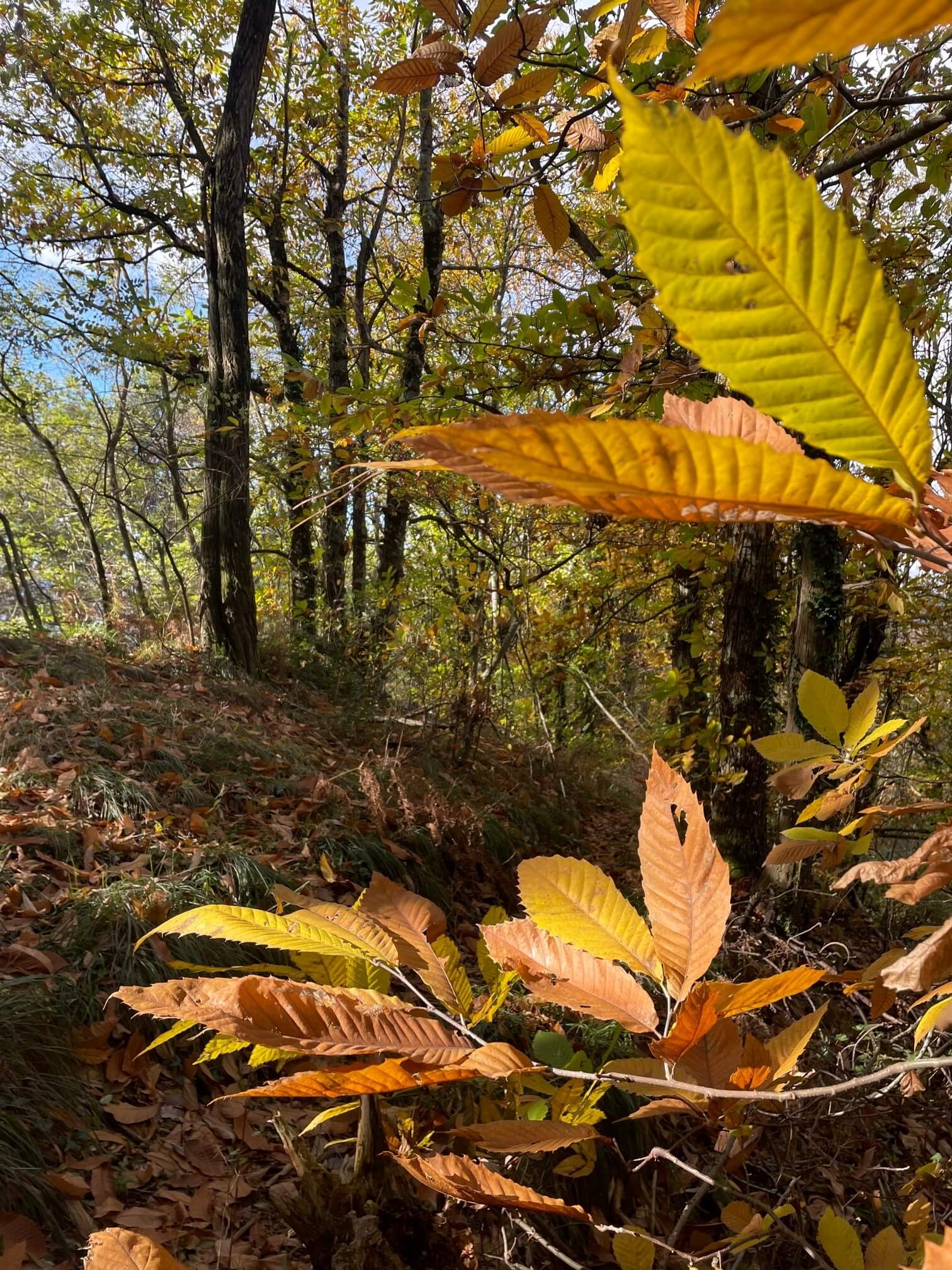 autumn forest in bennabio