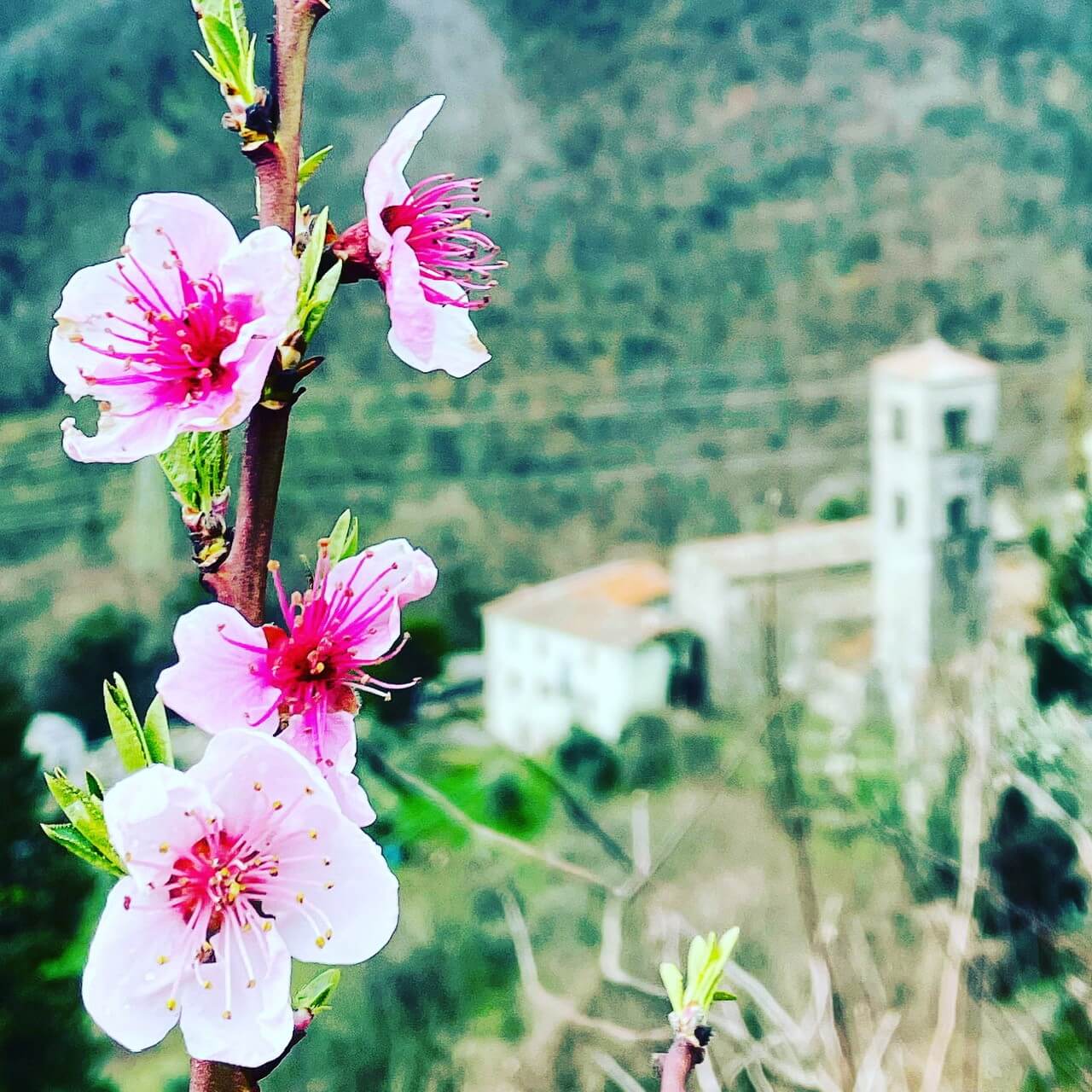 flowers in spring time